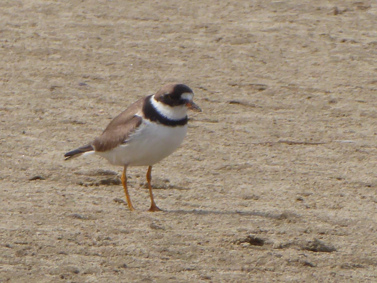 Semipalmated Plover - ML180782271