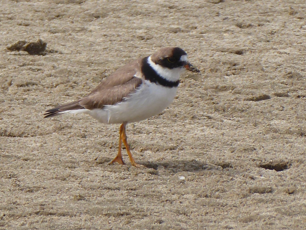 Semipalmated Plover - ML180782331
