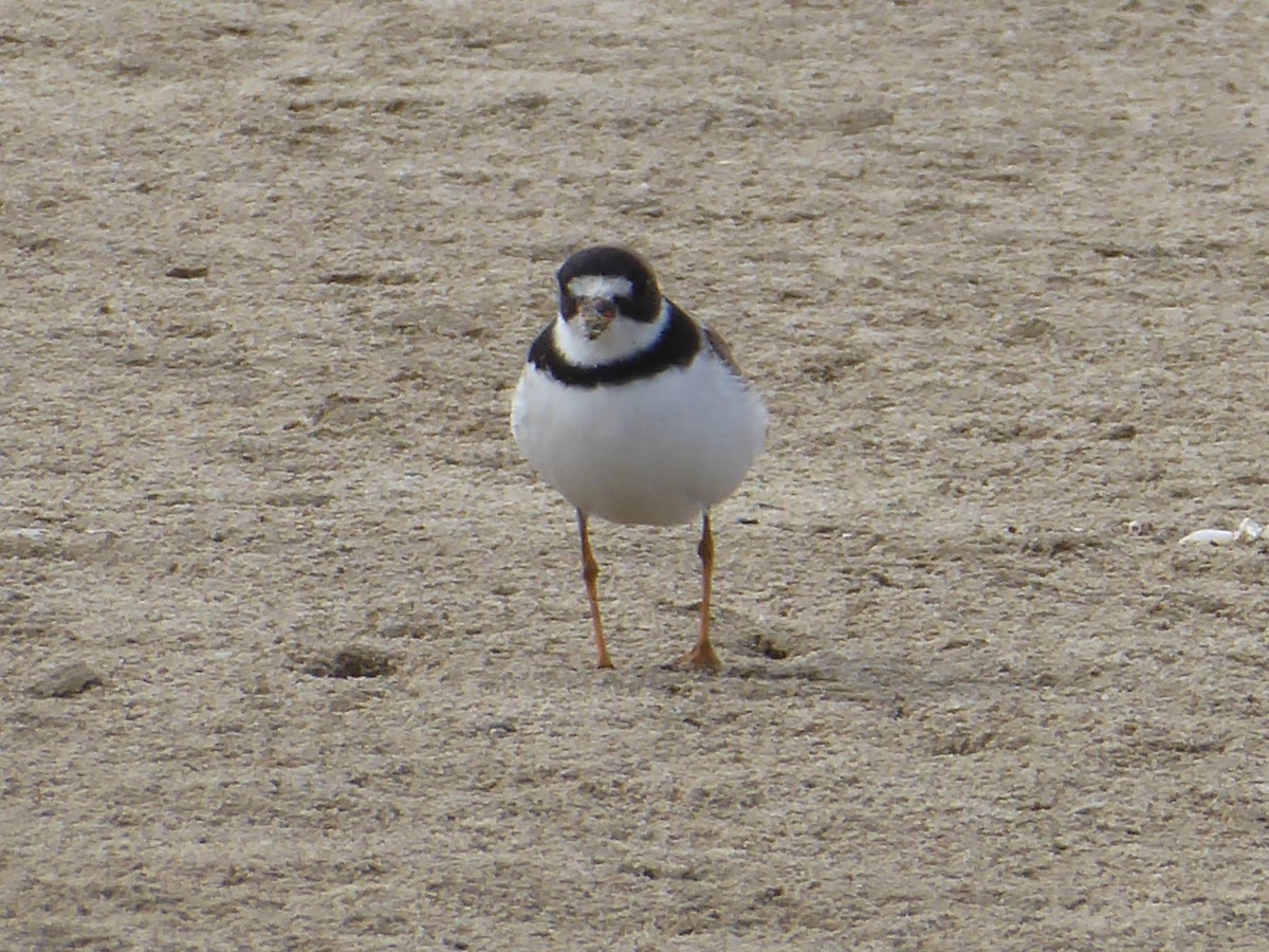 Semipalmated Plover - ML180782441