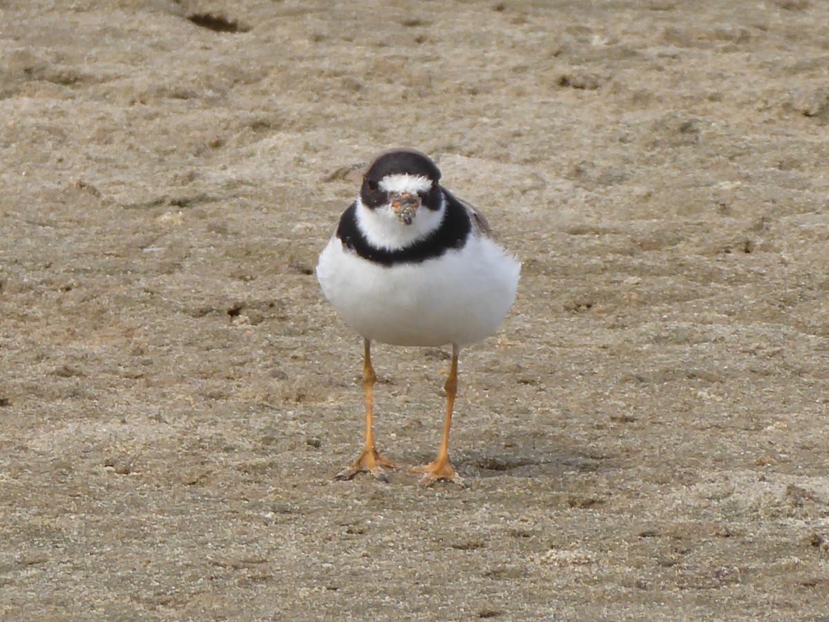 Semipalmated Plover - ML180782531