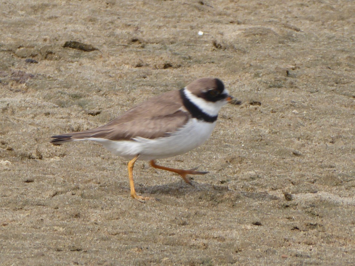 Semipalmated Plover - ML180782641