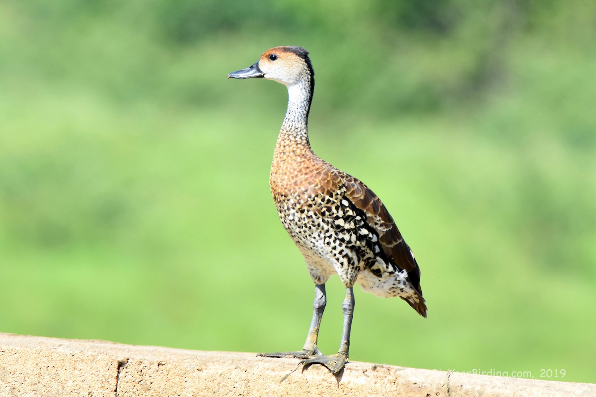 West Indian Whistling-Duck - ML180783471