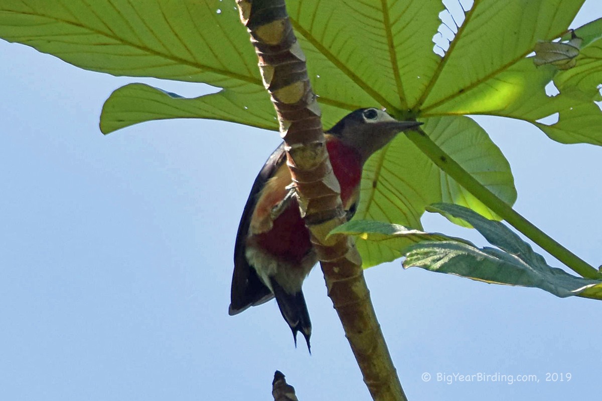 Puerto Rican Woodpecker - ML180784491