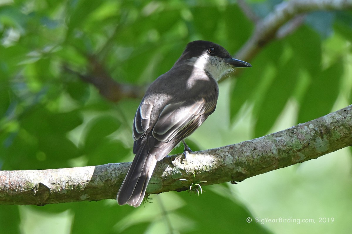 Loggerhead Kingbird (Puerto Rico) - ML180784781