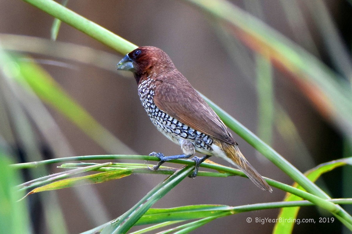 Scaly-breasted Munia - Ethan Whitaker