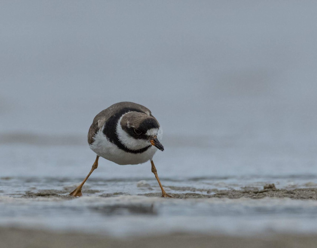 Semipalmated Plover - ML180784941