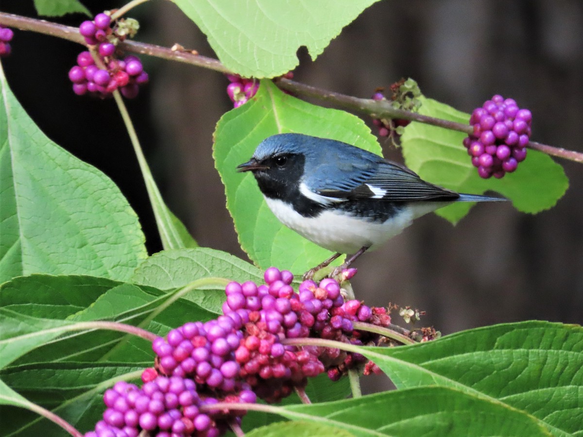 Black-throated Blue Warbler - Susan Disher