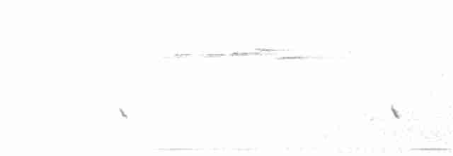 stripediamantfugl (striatus) - ML180787701