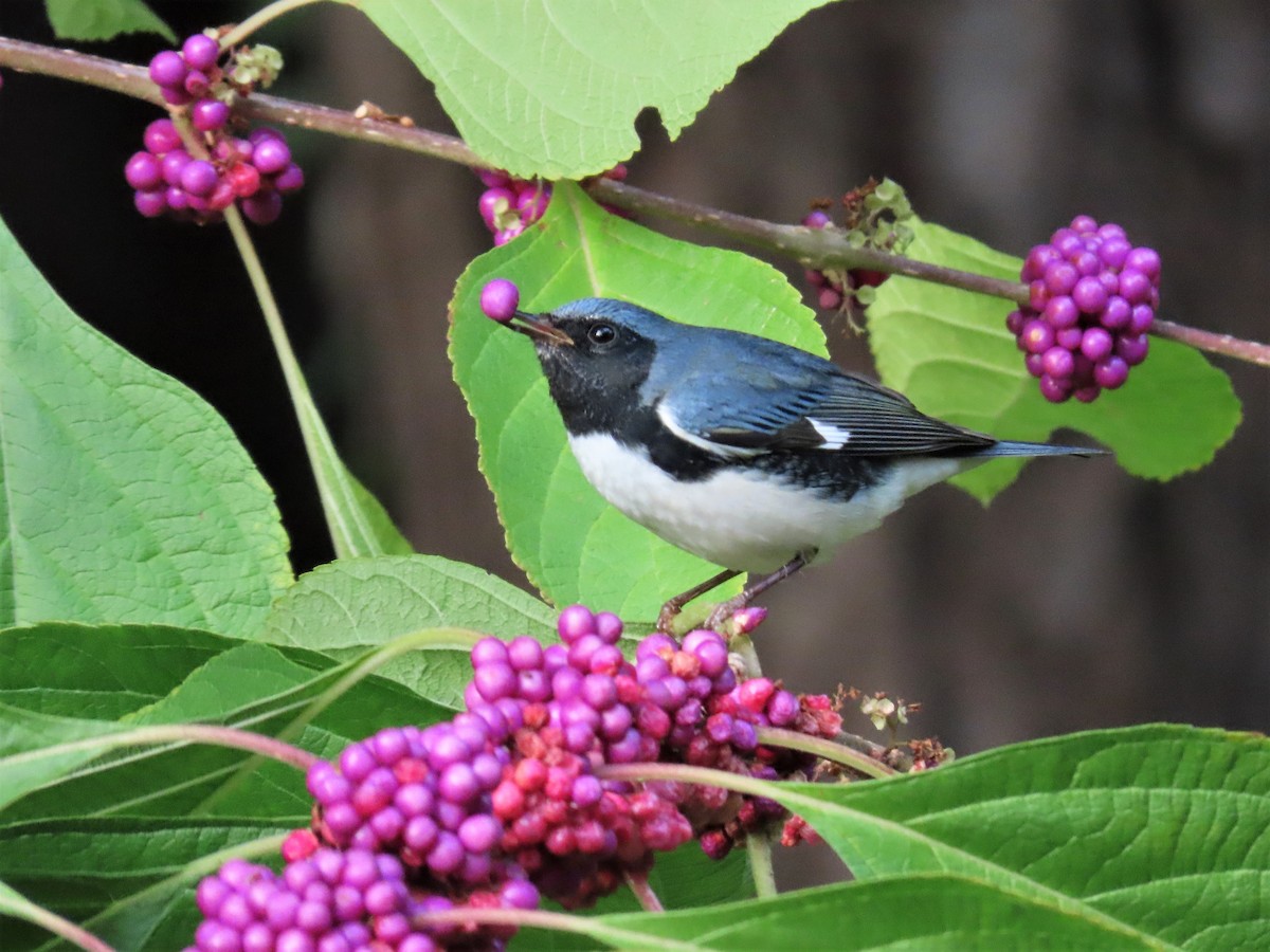 Black-throated Blue Warbler - ML180788471