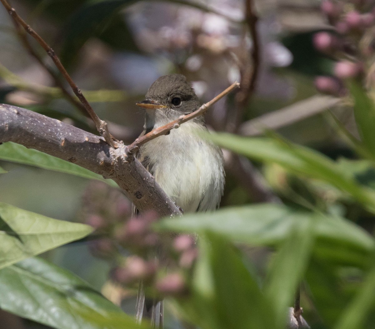 Willow Flycatcher - stevan brad