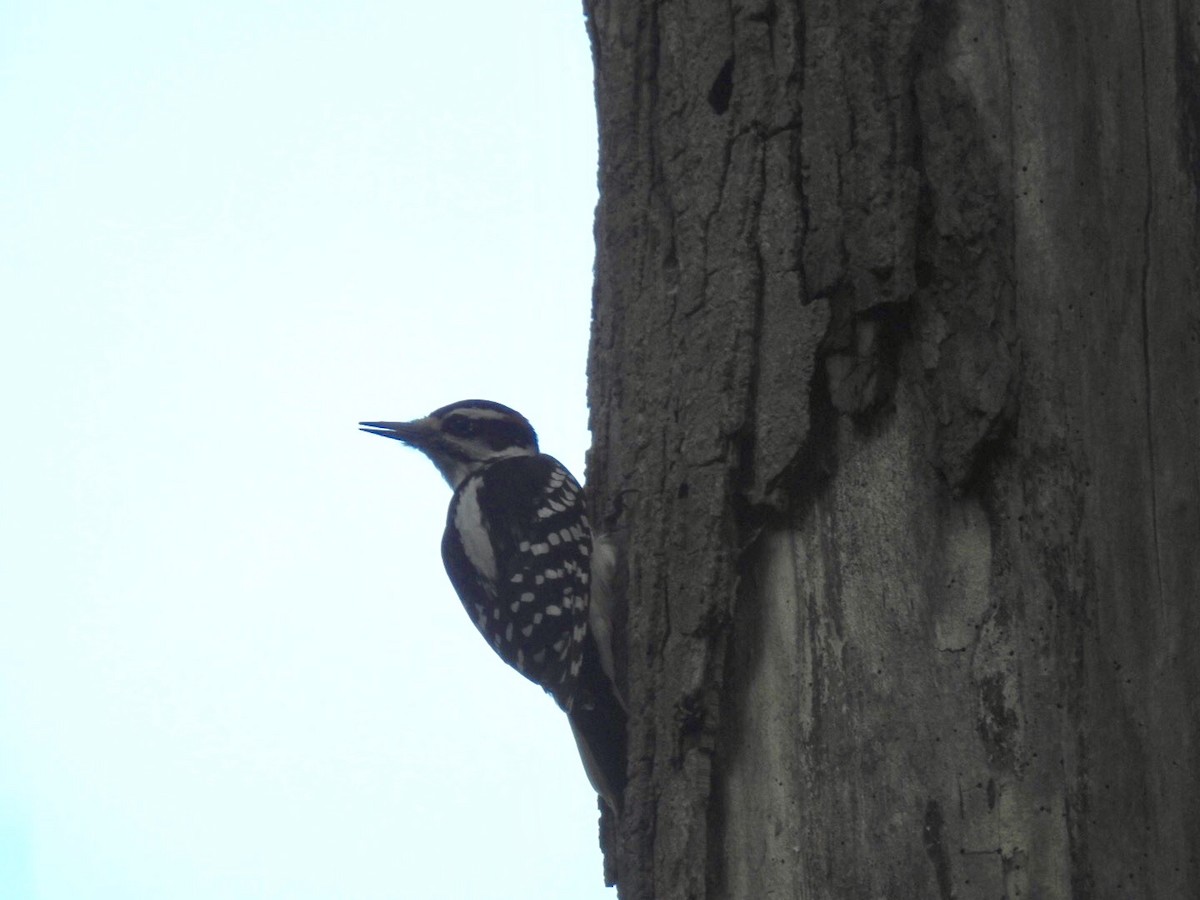 Hairy Woodpecker (Eastern) - Bruce Hoover