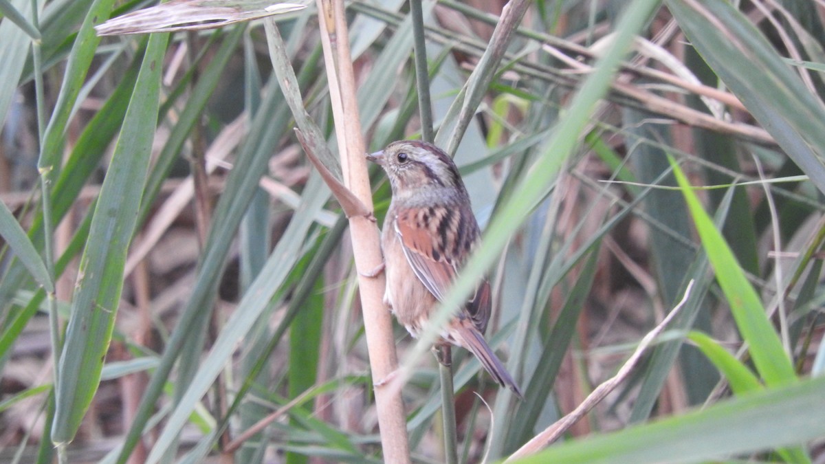 Swamp Sparrow - ML180792701