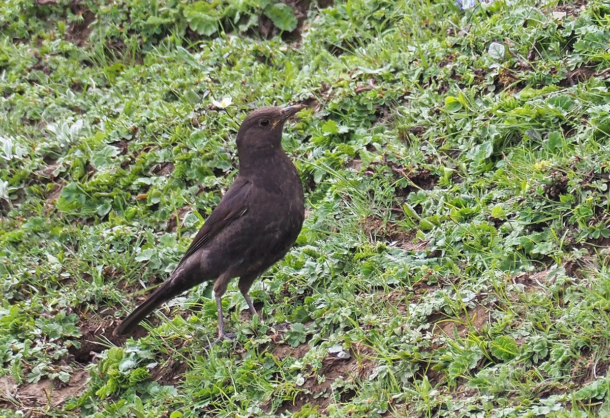 Tibetan Blackbird - ML180797601