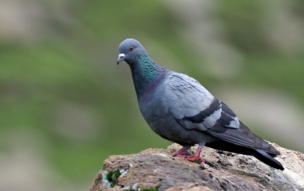 Rock Pigeon (Feral Pigeon) - Andrew Spencer