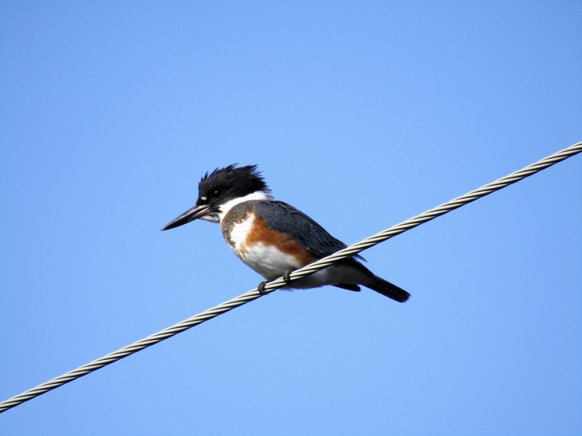 Belted Kingfisher - ML180799361
