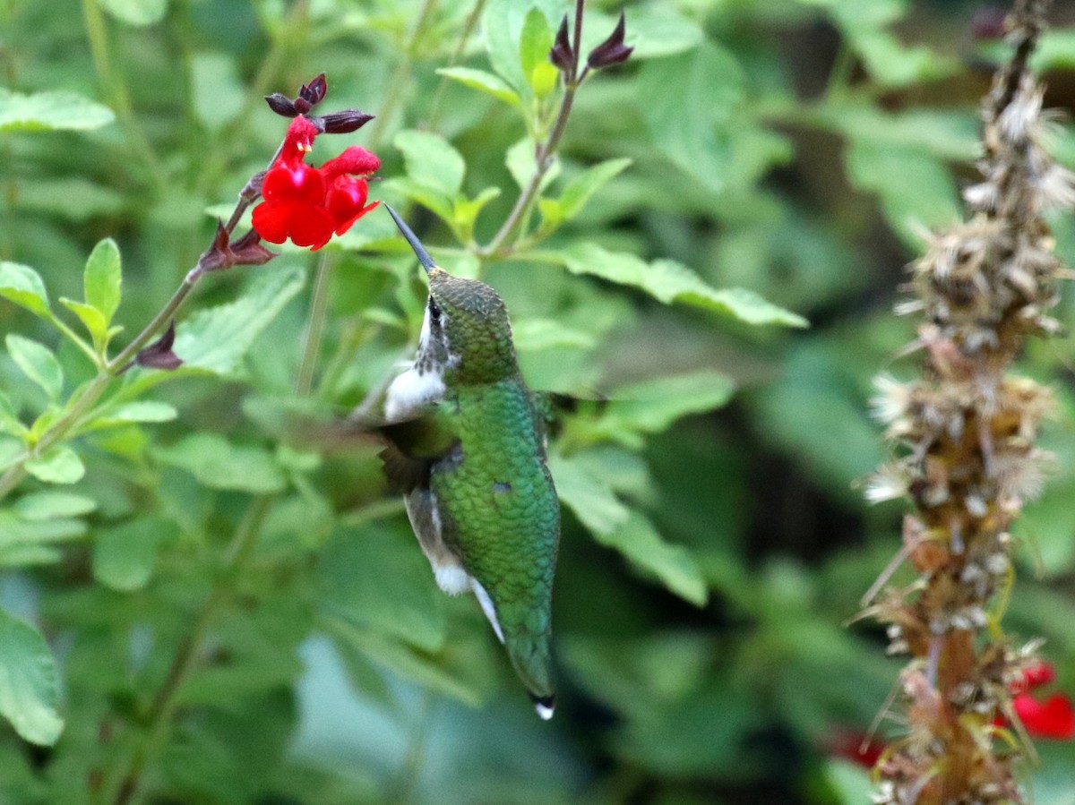 Ruby-throated Hummingbird - ML180807601