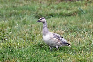 Snow Goose, ML180808901