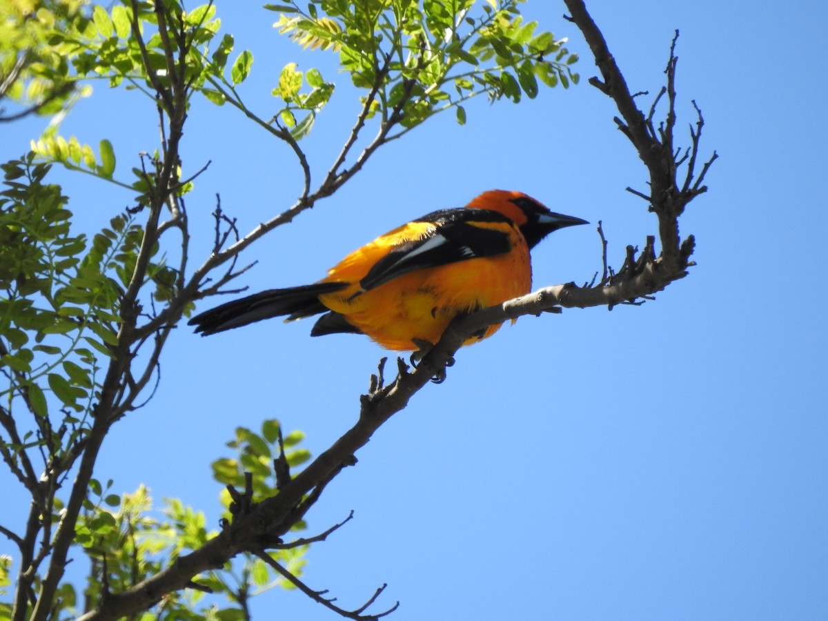 Spot-breasted Oriole - ML180808961
