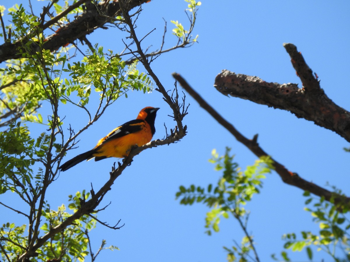 Spot-breasted Oriole - ML180809011