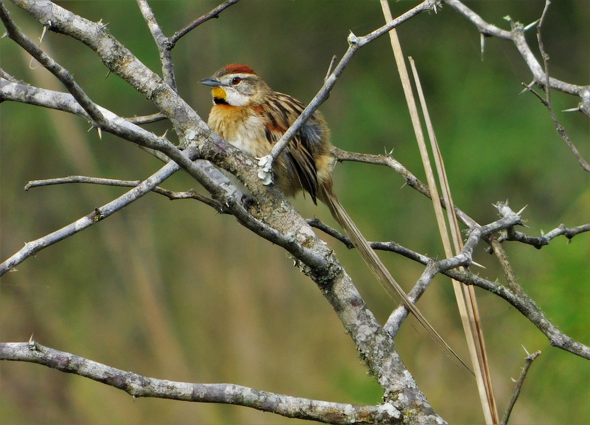 Chotoy Spinetail - ML180809601