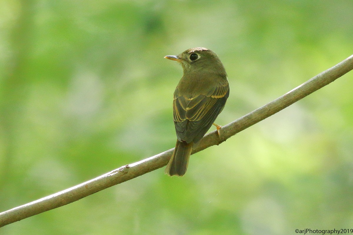 Brown-breasted Flycatcher - Rahul  Singh