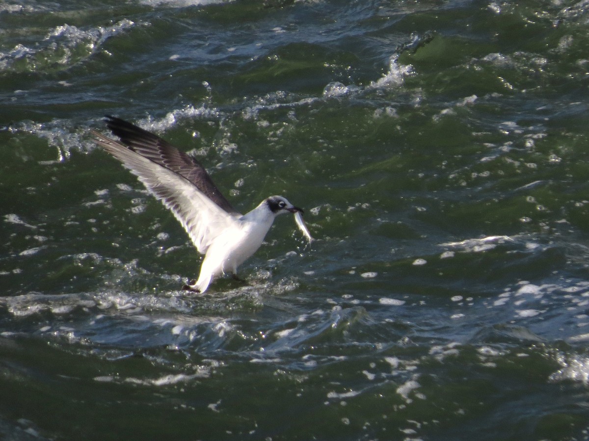 Franklin's Gull - Chris Anderson