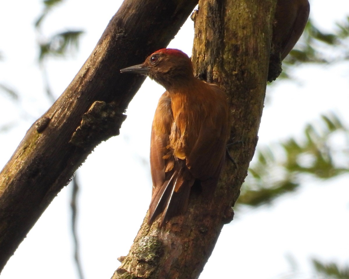 Smoky-brown Woodpecker - grete pasch