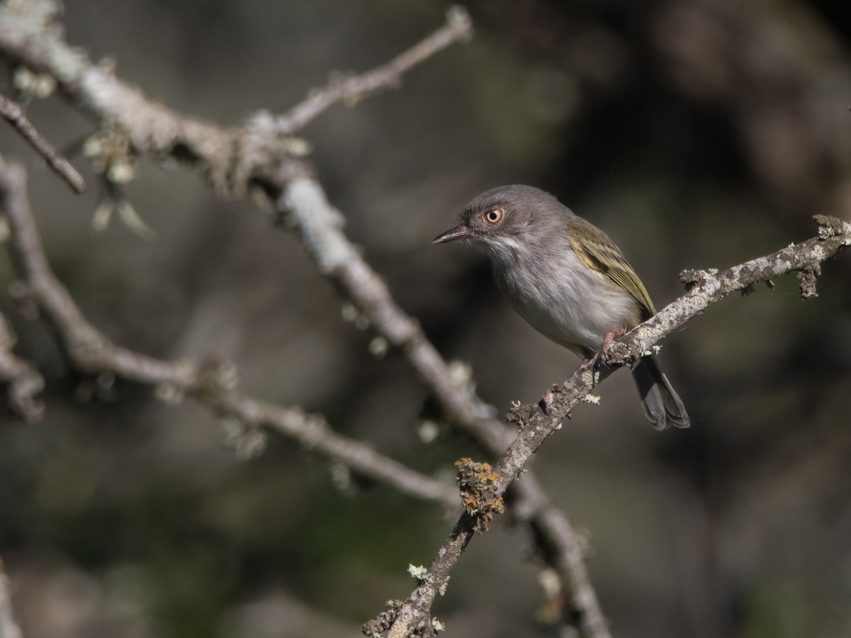 Pearly-vented Tody-Tyrant - Pablo Re