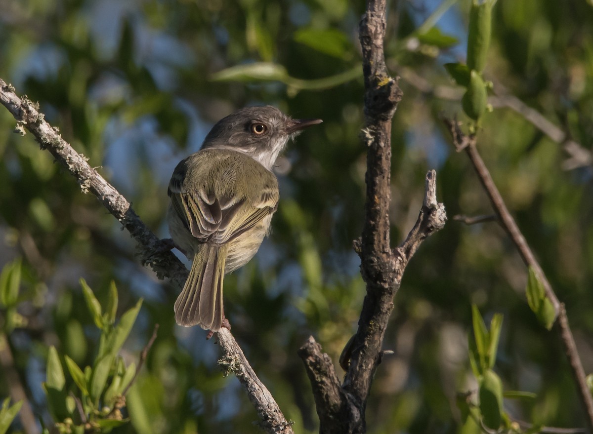 Pearly-vented Tody-Tyrant - ML180831021