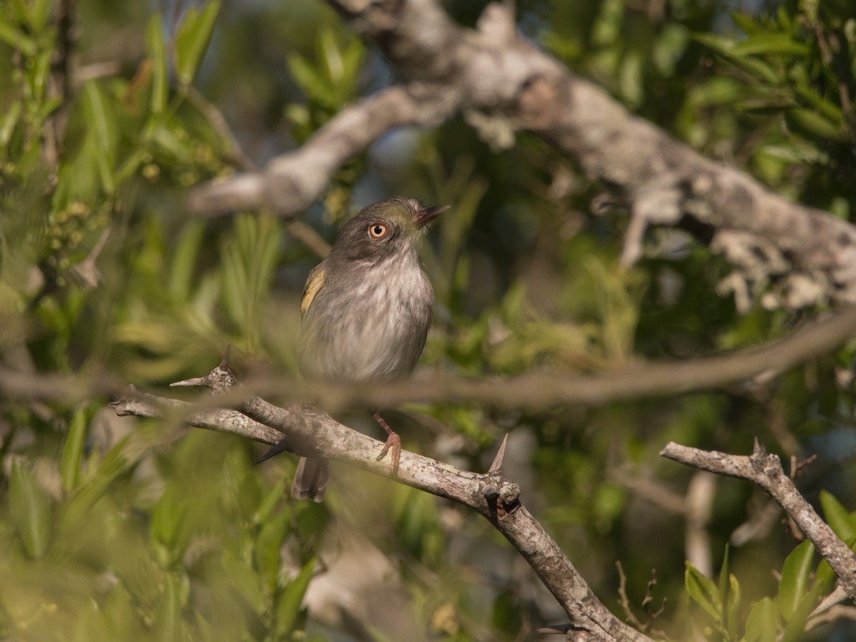 Pearly-vented Tody-Tyrant - ML180831041