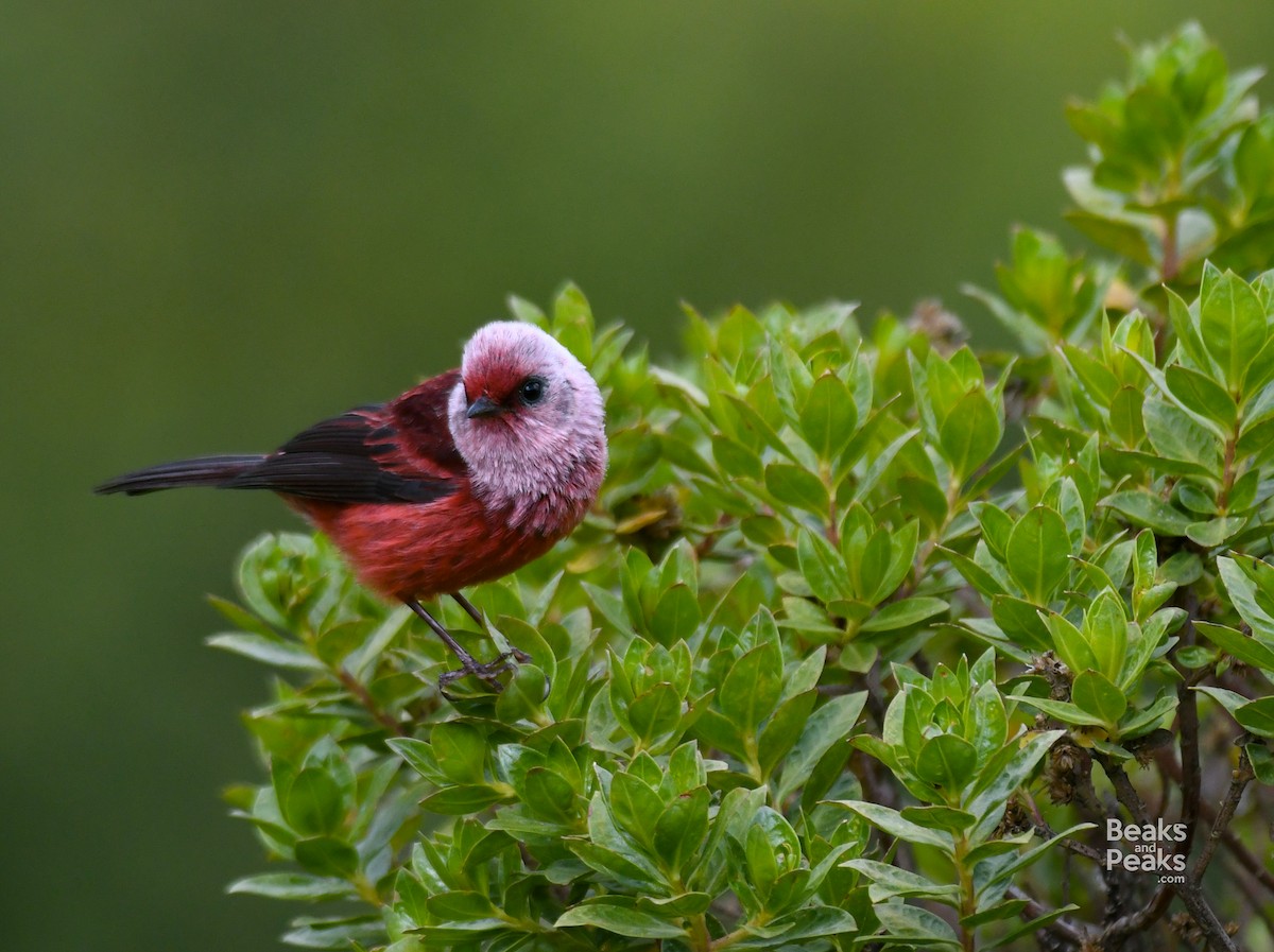 Pink-headed Warbler - William Orellana (Beaks and Peaks)