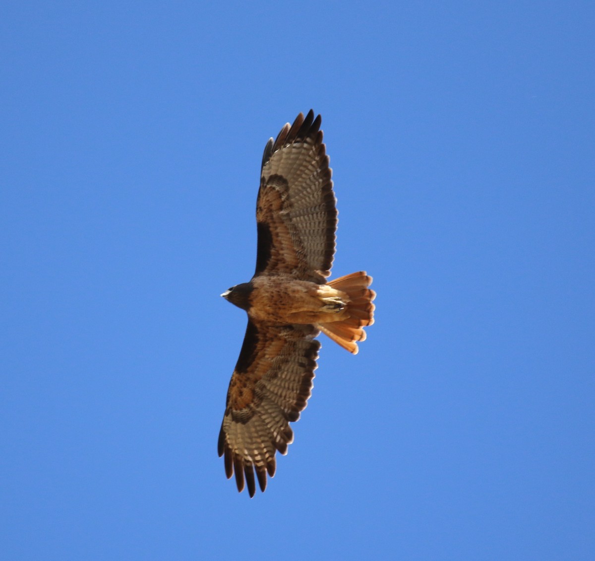 Red-tailed Hawk - ML180834251