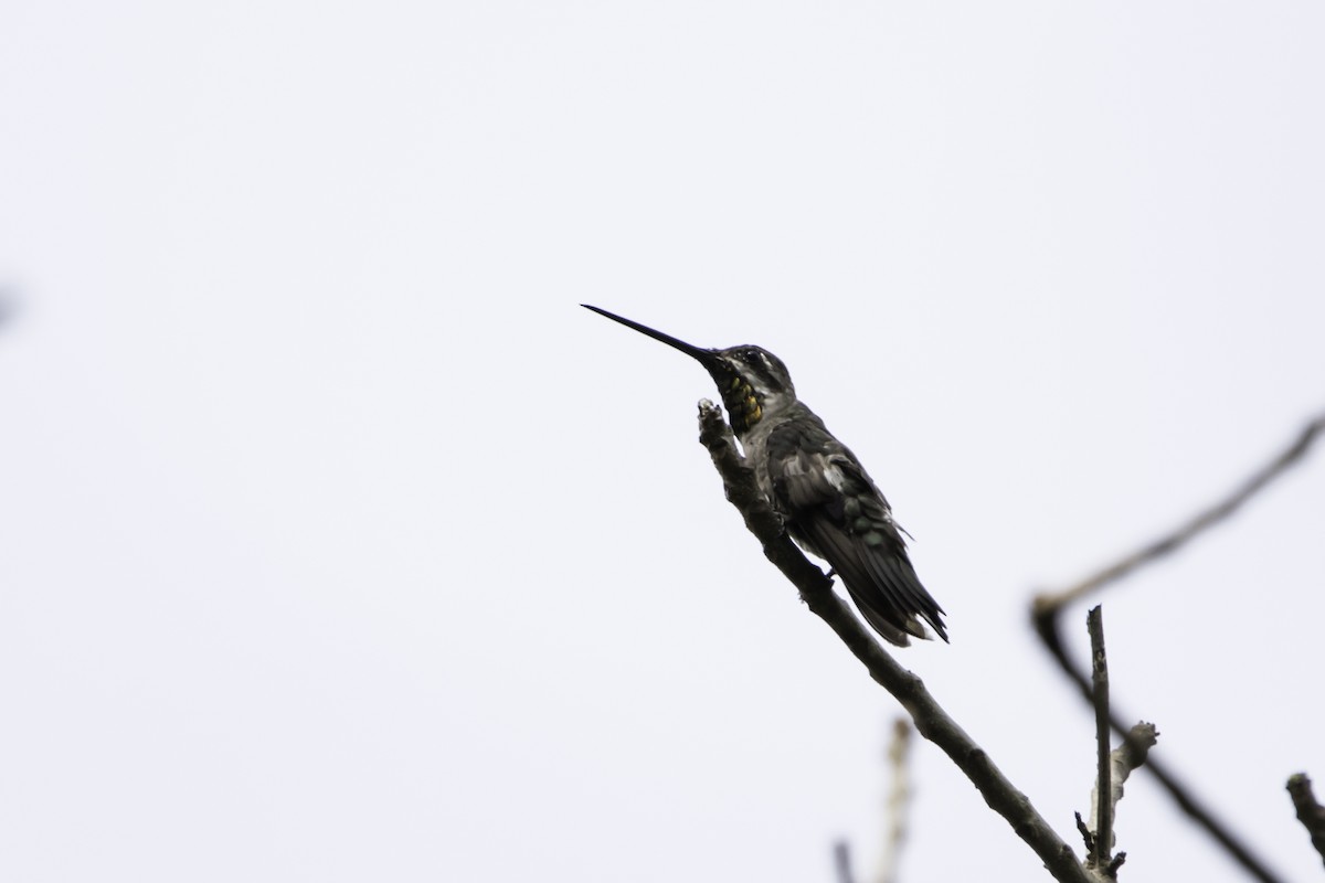 kolibřík hvězdohrdlý - ML180834411