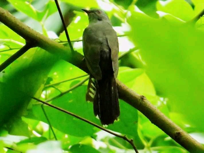 Gray-bellied Cuckoo - Nisha  Bhakat