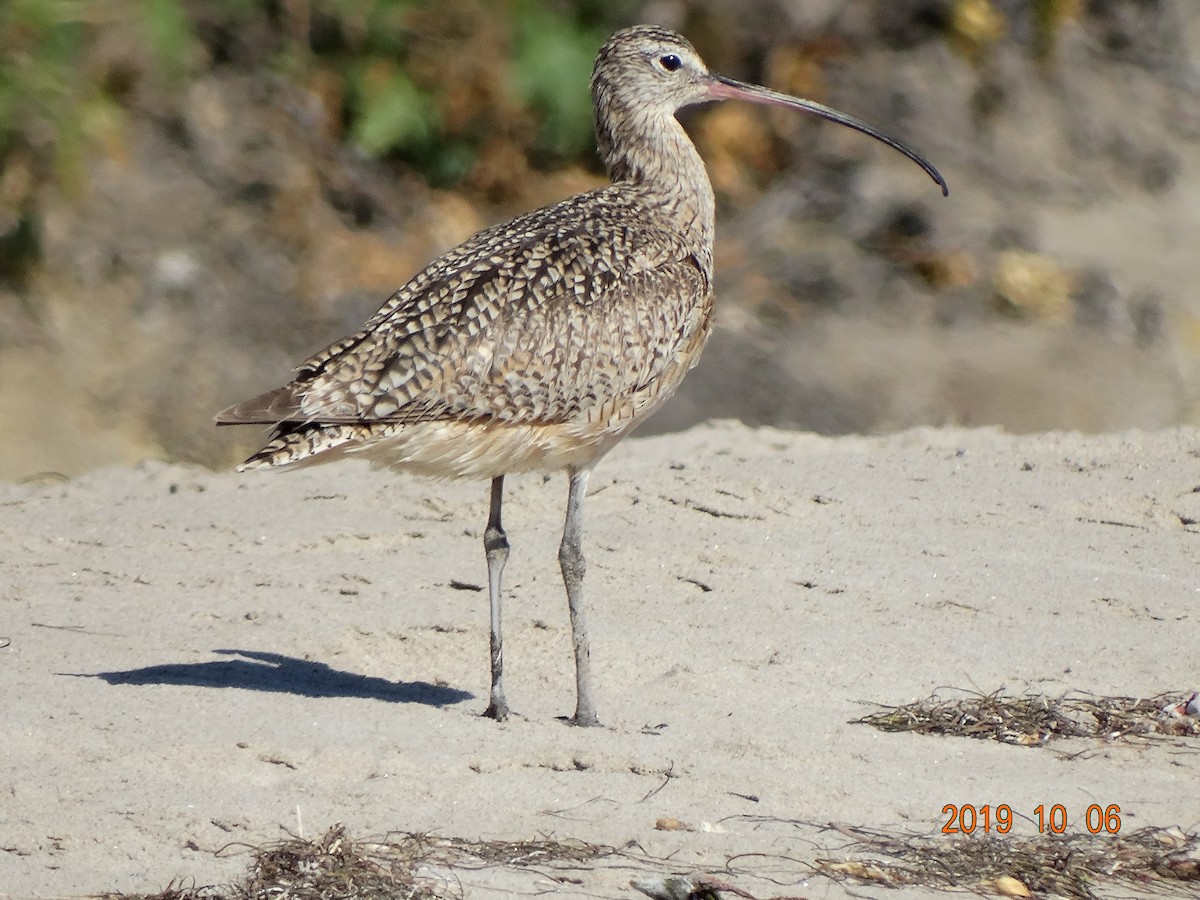 Long-billed Curlew - ML180834821