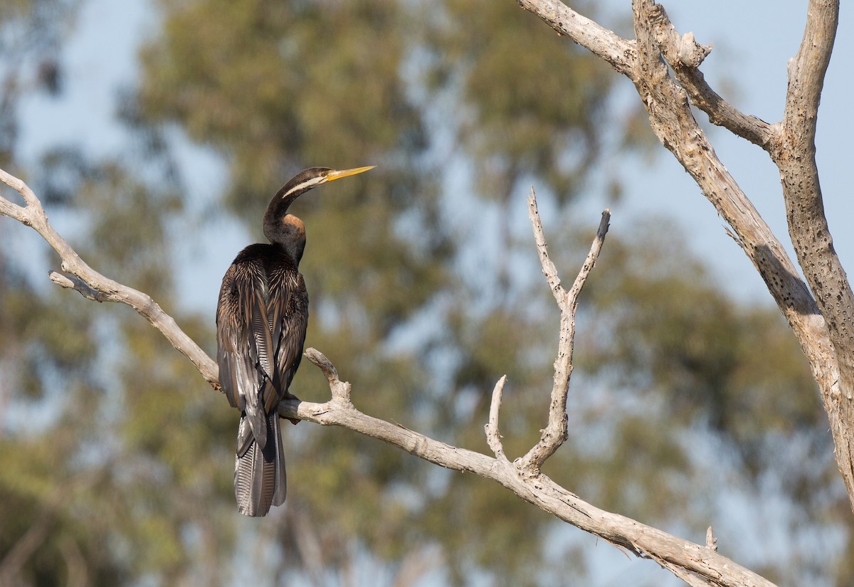 Austral-Schlangenhalsvogel - ML180834911