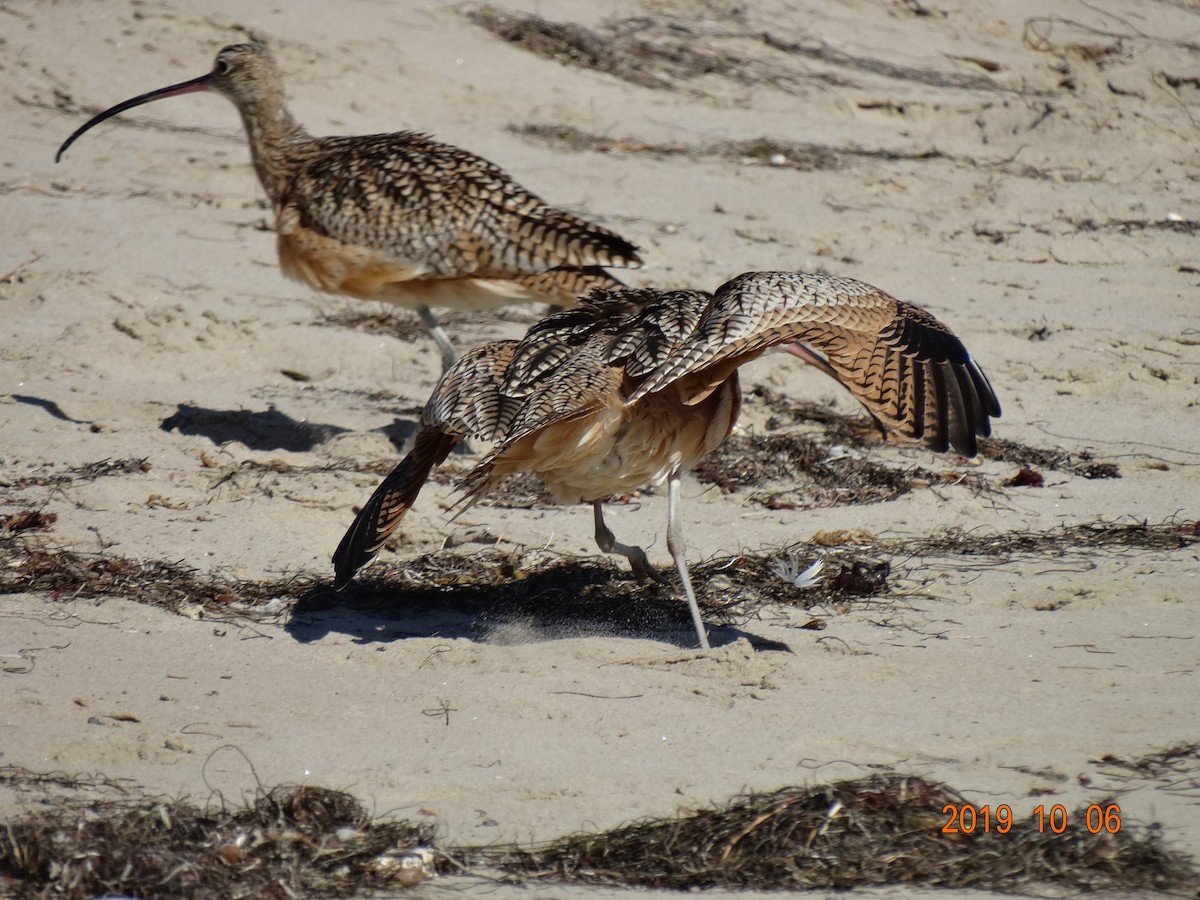 Long-billed Curlew - ML180834961