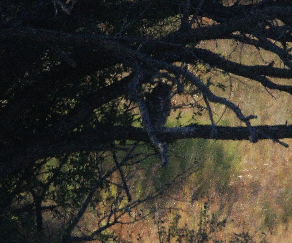 Great Horned Owl - ML180835481