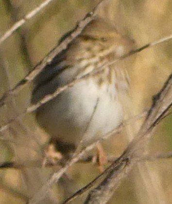 Savannah Sparrow - ML180835731