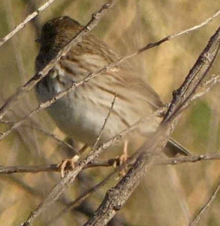 Savannah Sparrow - ML180835741