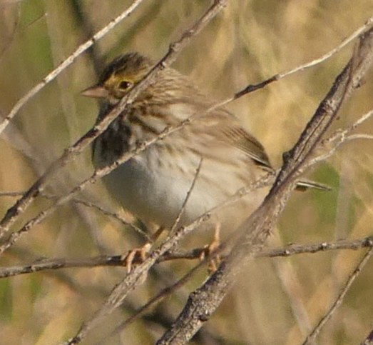 Savannah Sparrow - ML180835751