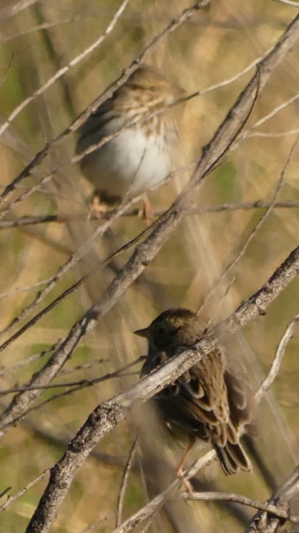 Savannah Sparrow - ML180835781