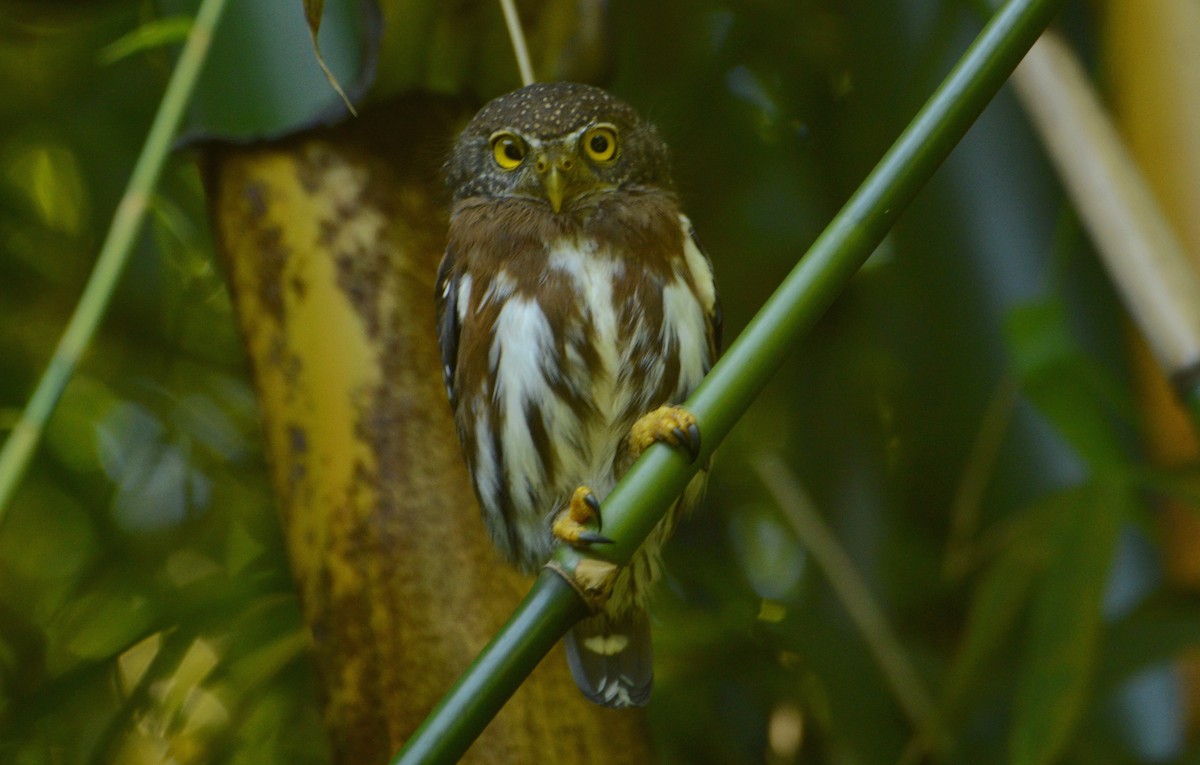 Central American Pygmy-Owl - Daniel Martínez