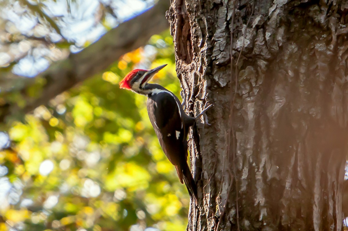 Pileated Woodpecker - ML180839861