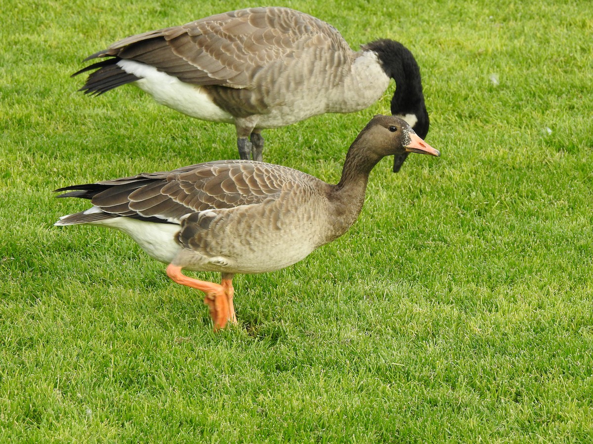 Greater White-fronted Goose - ML180843671