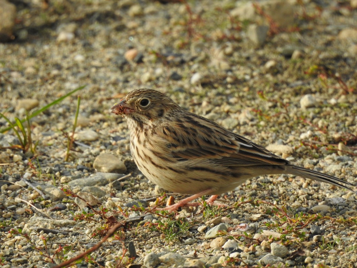 Vesper Sparrow - Chris Drysdale