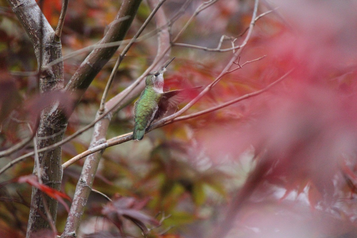 Anna's Hummingbird - Braidey Sturgeon