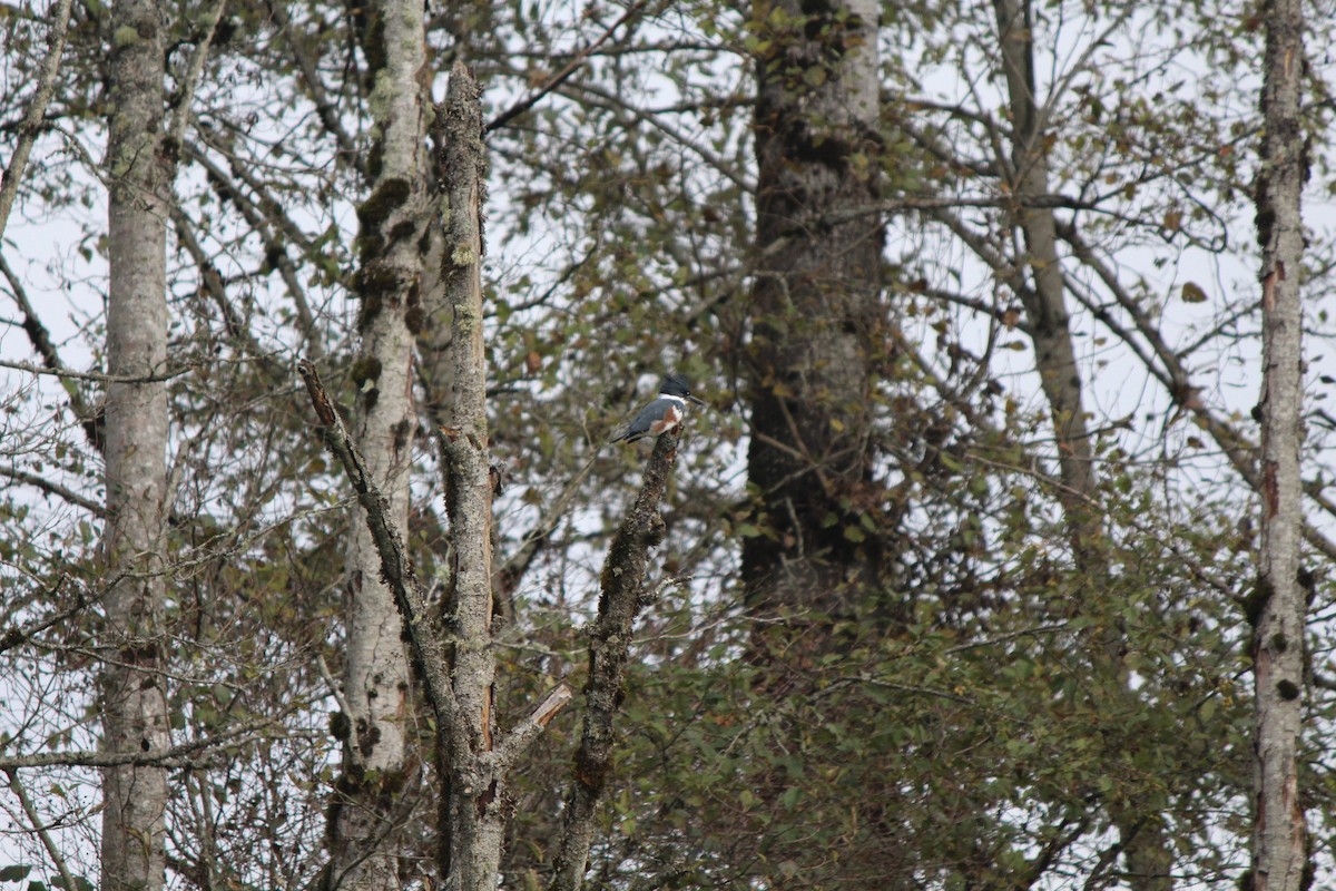 Belted Kingfisher - ML180846221