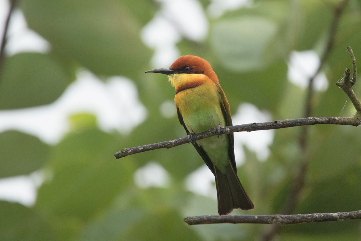 Chestnut-headed Bee-eater - Ayuwat Jearwattanakanok