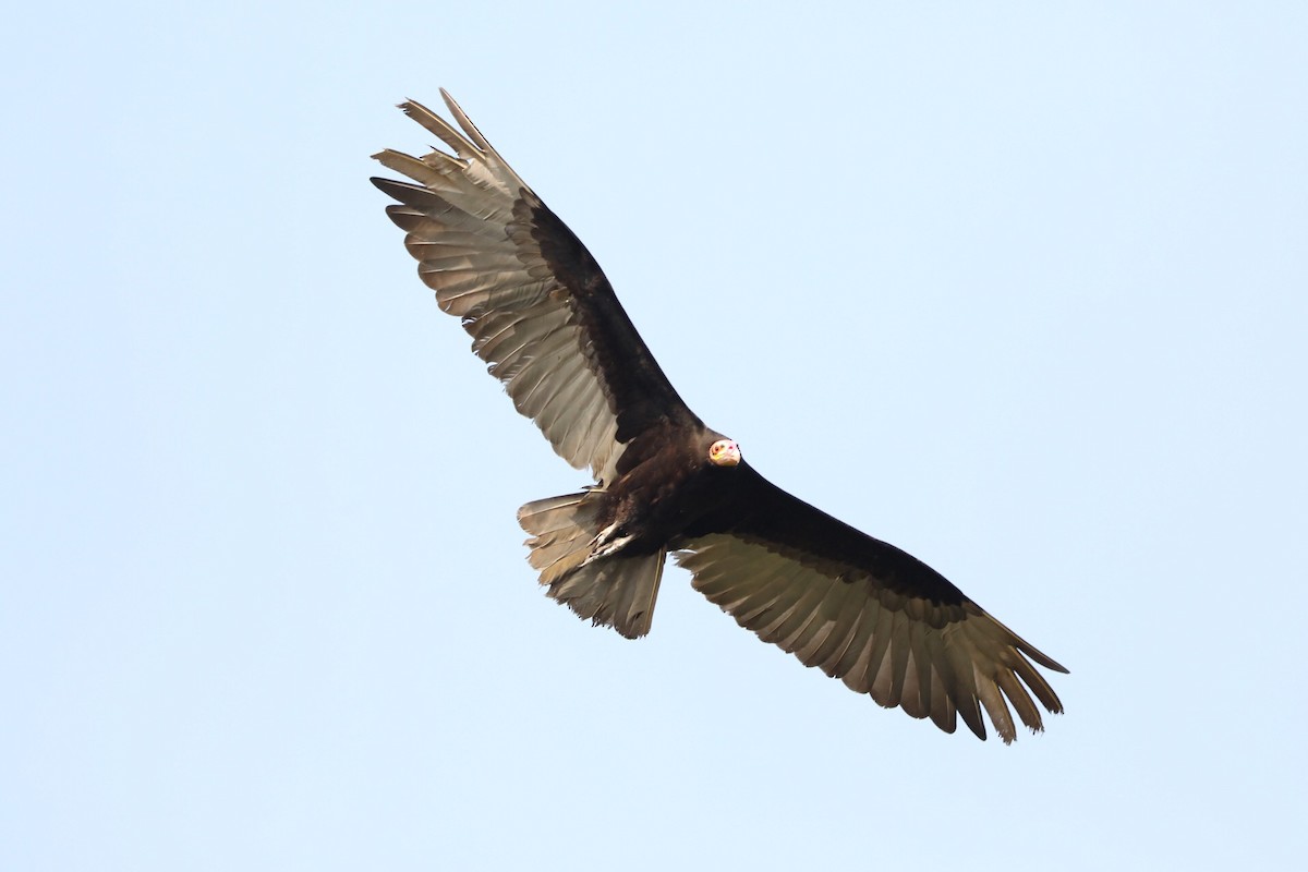 Lesser Yellow-headed Vulture - ML180848221